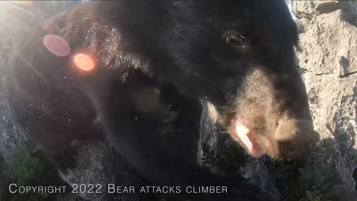 Medvěd napadl lezce na úzké skále